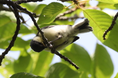 7月3日 夙川河川敷公園 ２