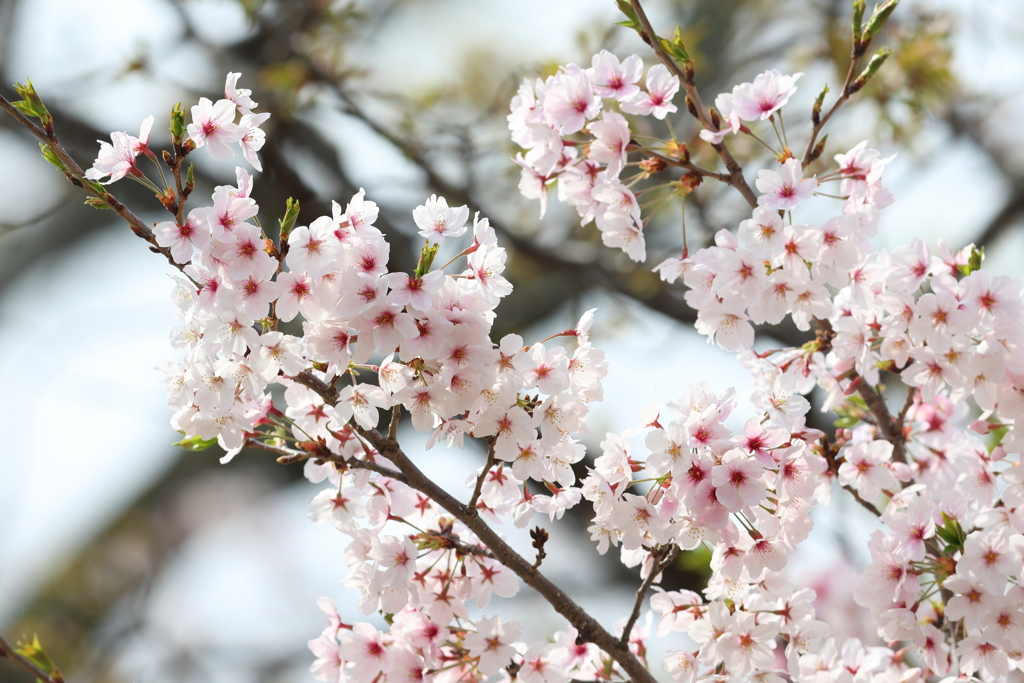 4月7日 大阪城公園 ３