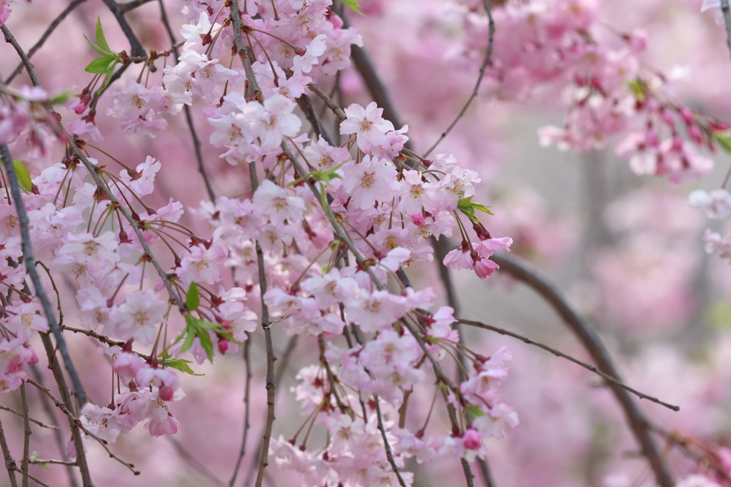 4月7日 大阪城公園 ２