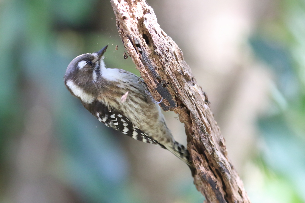 12月25日 明石公園 ９