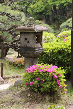 5月1日お散歩 相楽園 1 5月1日お散歩 相楽園 1