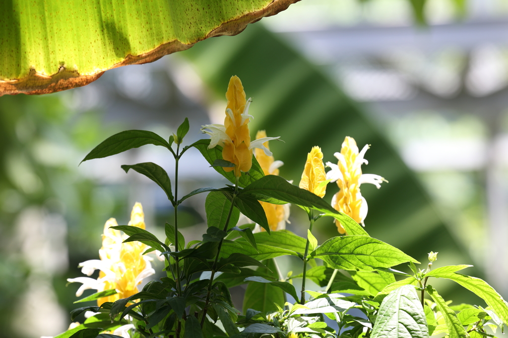 6月9日 布引ハーブ園 39