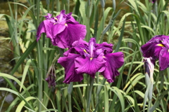6月6日 須磨離宮公園 ８