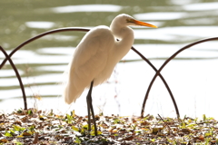 2月12日 明石公園 ４