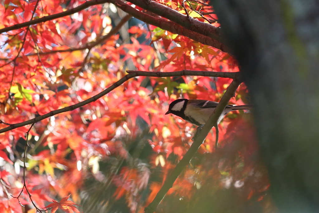 11月25日 明石公園 ８
