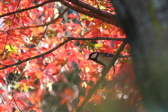 11月25日 明石公園 ８
