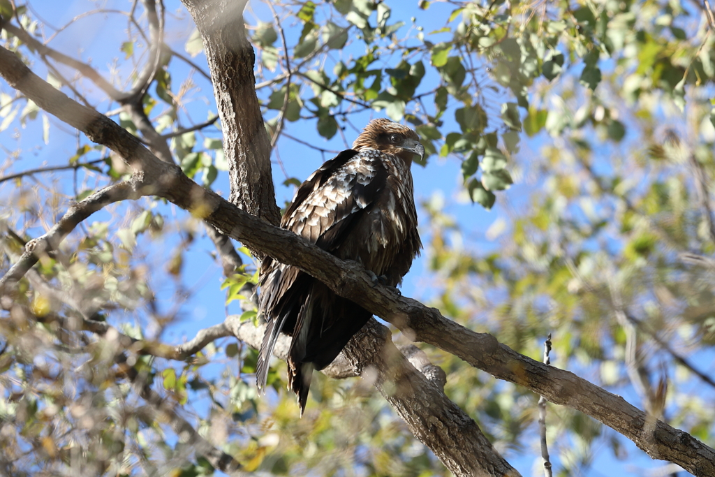 12月18日 明石公園 ６