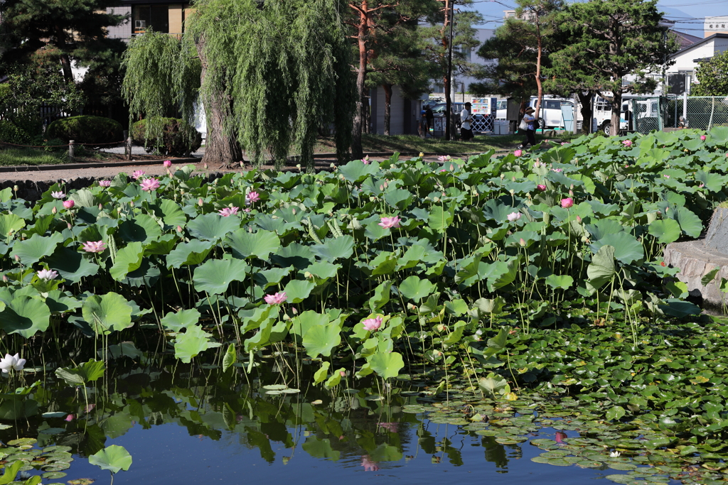 8月13日 松本 113