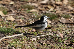 2月12日 明石公園 ５