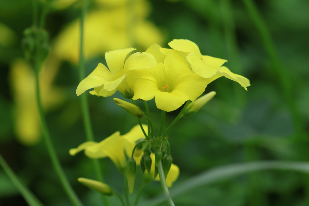 3月31日 大阪城公園 ４