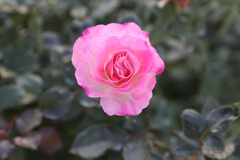 12月6日 須磨離宮公園 ５