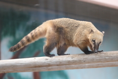 6月16 日王子動物園 24