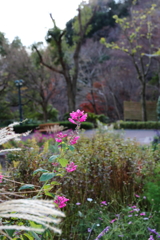12月15日 布引ハーブ園 27