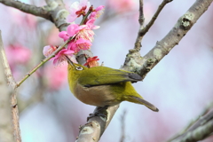 2月20日 須磨離宮公園 22