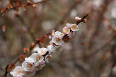 3月5日 岡本公園 17