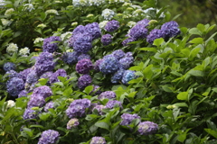 6月13日 布引ハーブ園 11