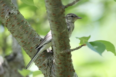 6月20日 明石公園 ８