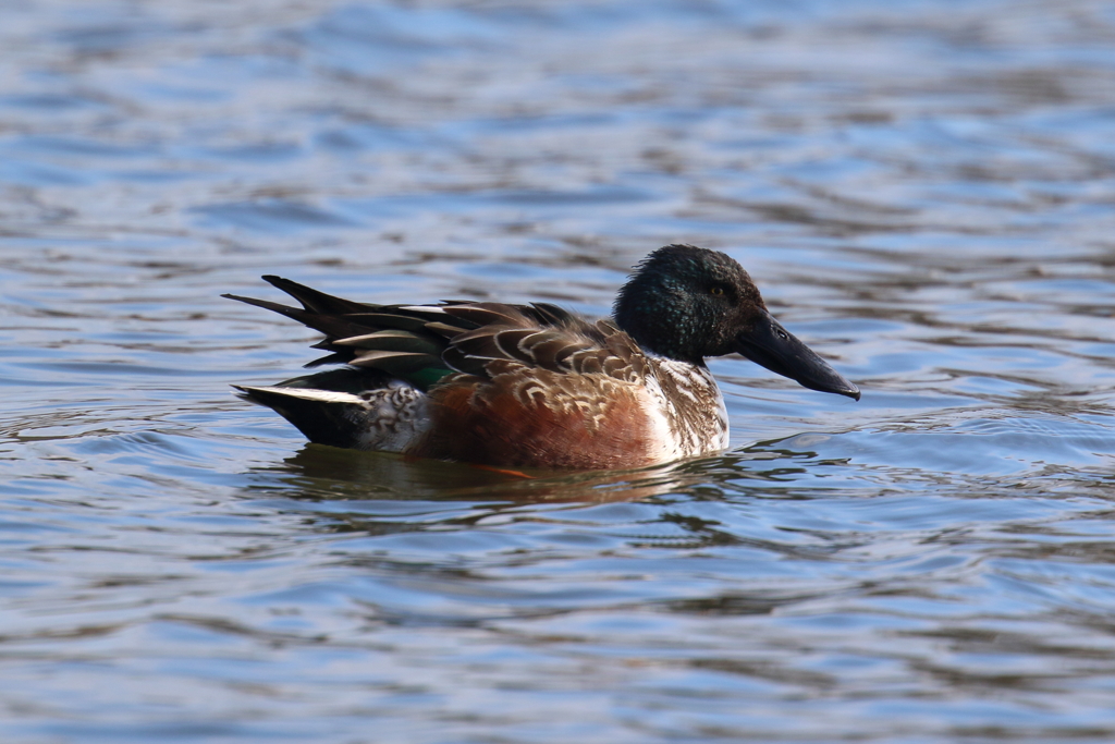 12月25日 明石公園 ４