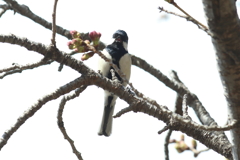 3月20日 夙川河川敷公園 10