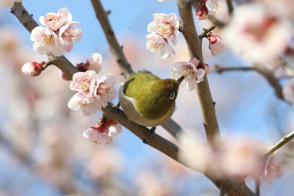 3月6日 明石公園 ２