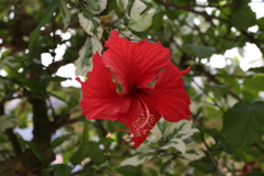 7月22日 布引ハーブ園 19