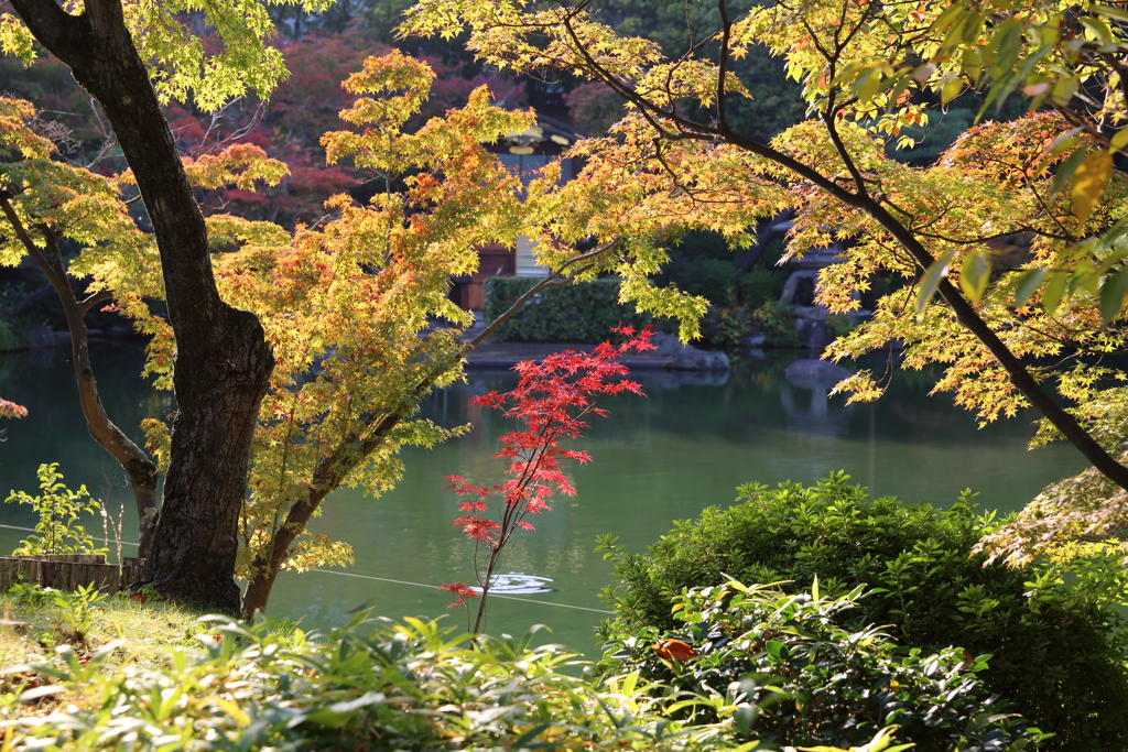 11月16日 相楽園 30