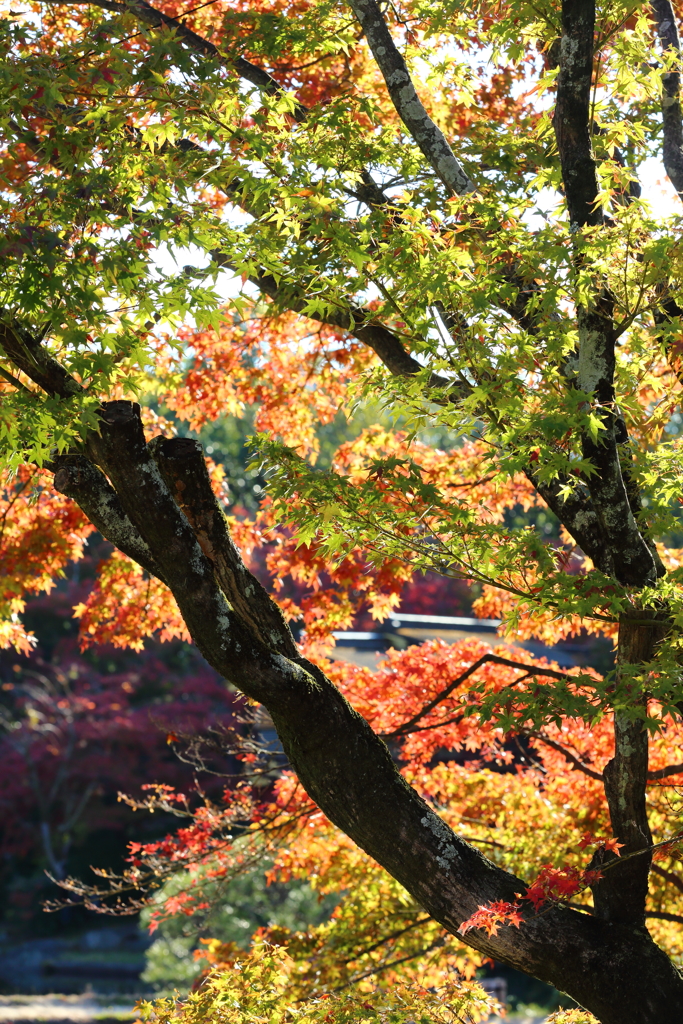 11月24日 相楽園 17