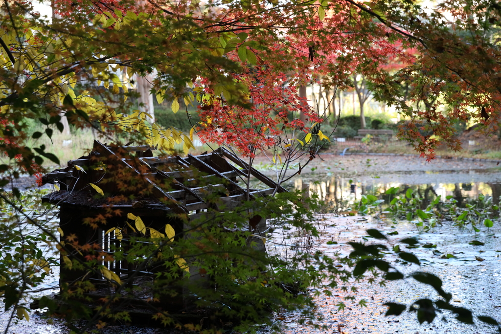 12月6日 須磨離宮公園 10