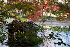12月6日 須磨離宮公園 10
