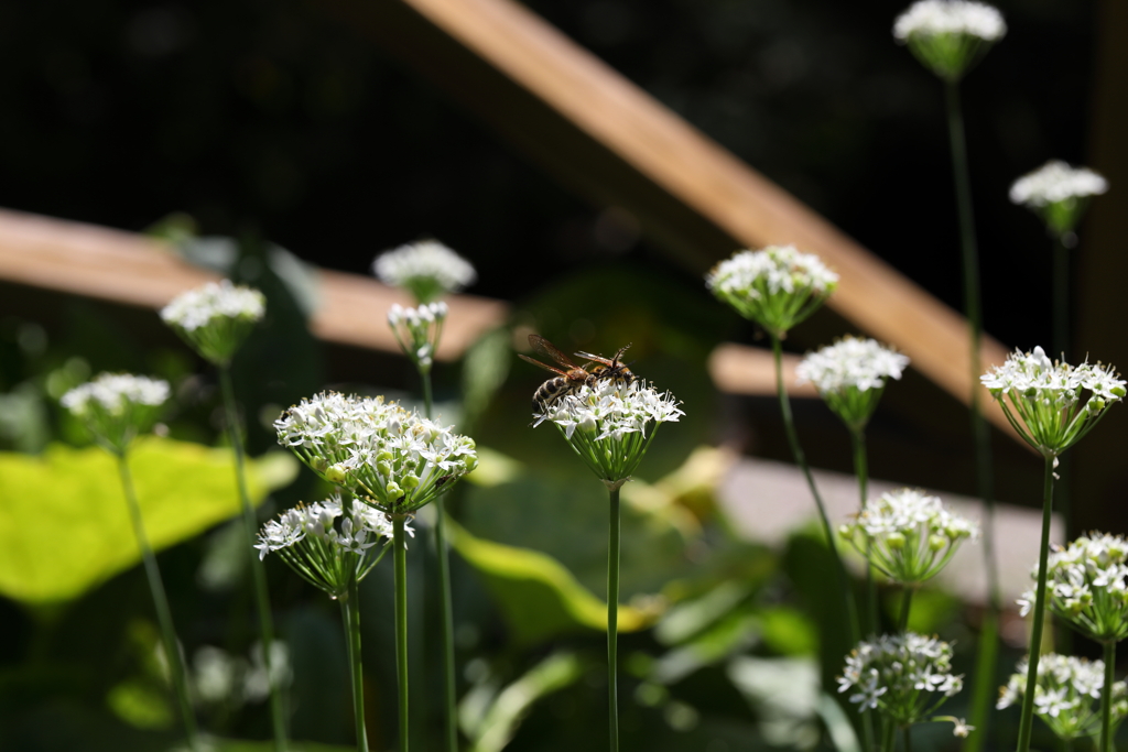 9月21日 布引ハーブ園 16