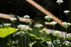 9月21日 布引ハーブ園 16