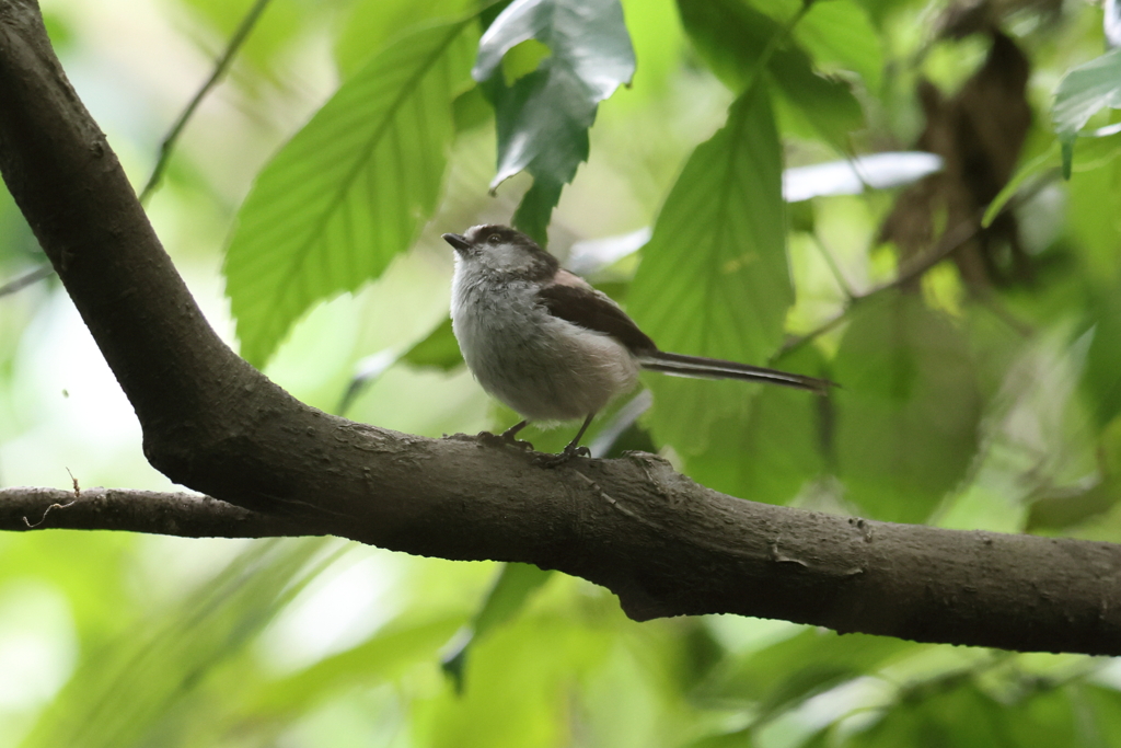 6月4日 明石公園 12