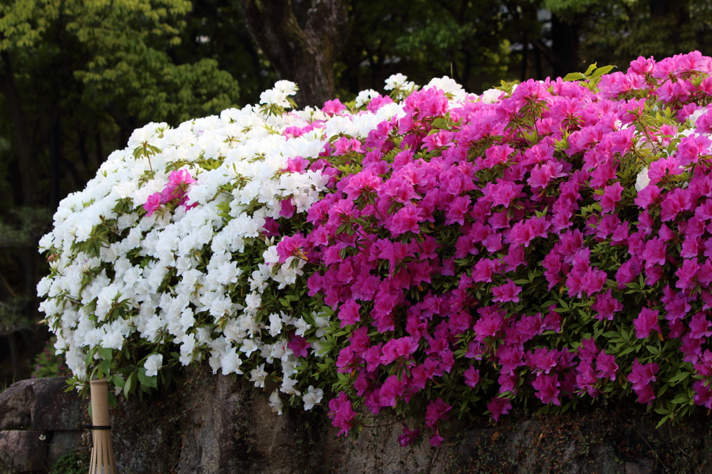 4月24日 相楽園 36