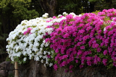 4月24日 相楽園 36
