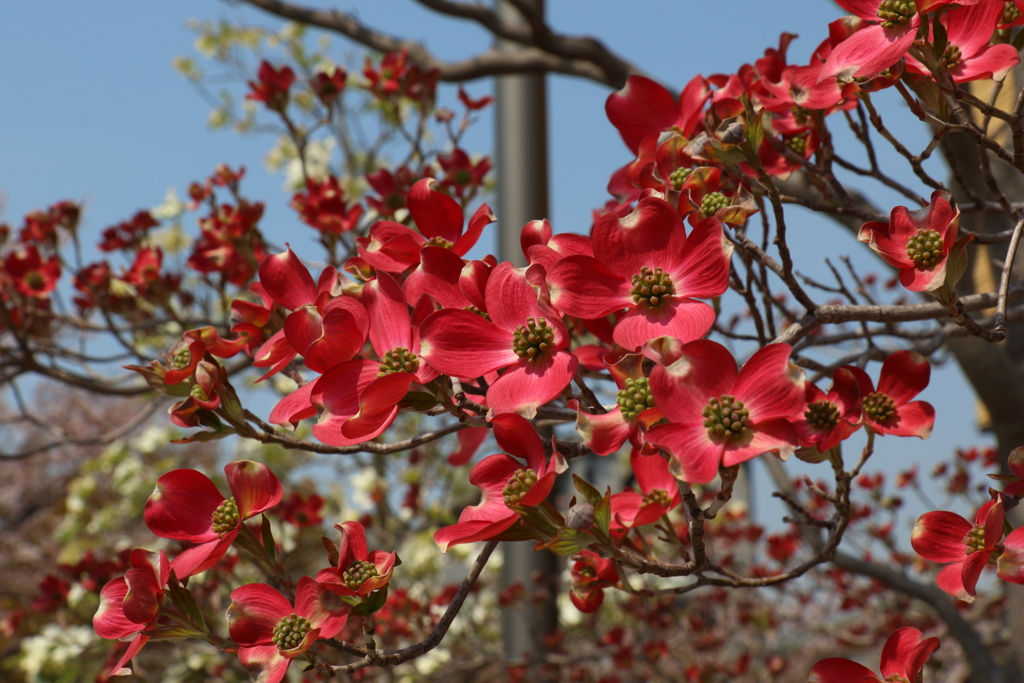 4月16日 散歩 ２