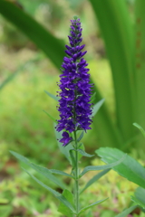 6月2日 明石公園 15