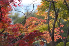 11月28日 相楽園 27