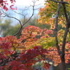 11月28日 相楽園 27