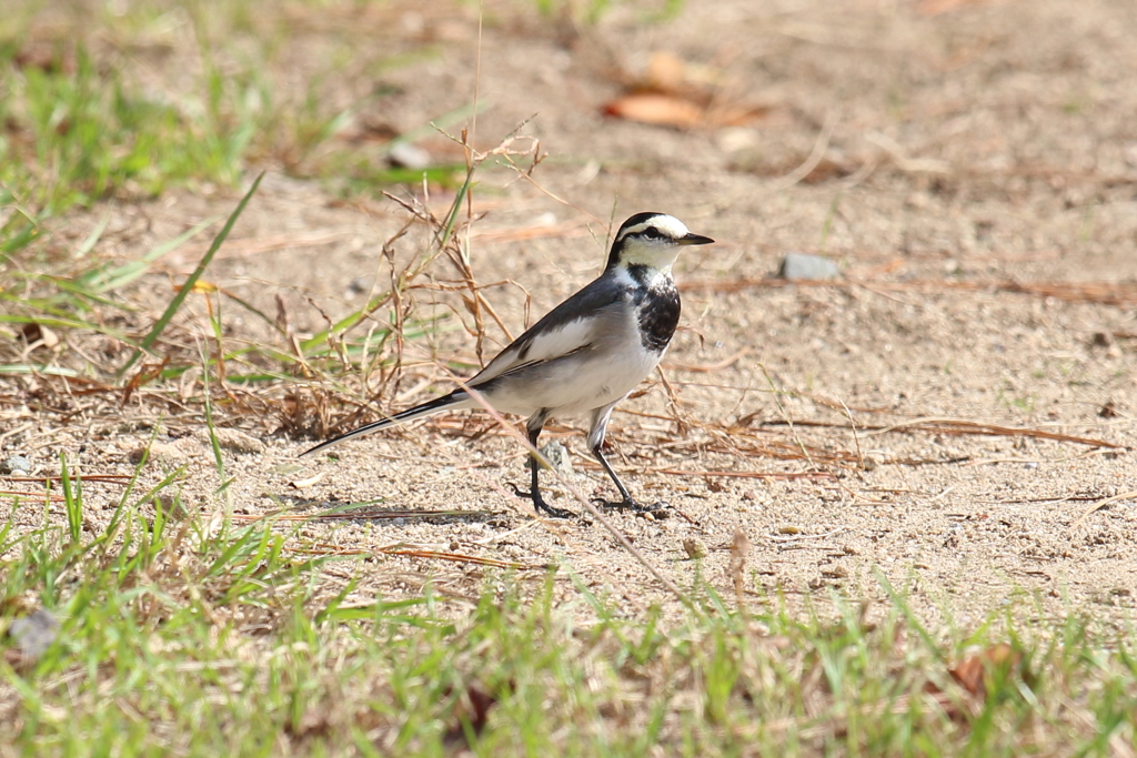 10月23日 夙川河川敷公園 19