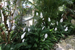 7月22日 布引ハーブ園 15
