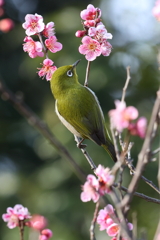 2月20日 須磨離宮公園 31