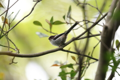 4月30日 明石公園 ９