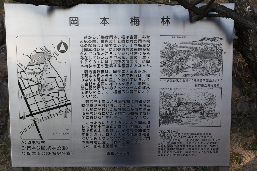 2月13日 岡本梅林公園 35