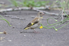 6月20日 明石公園 11 