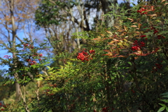 12月15日 布引ハーブ園 ４