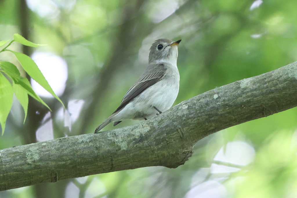 5月6日 明石公園 10