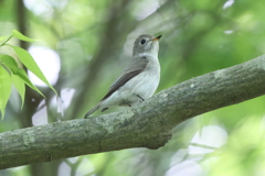 5月6日 明石公園 10