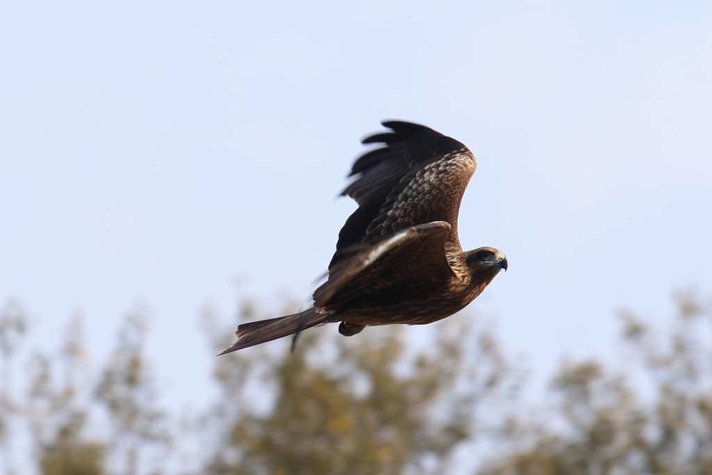 1月8日 明石公園 28