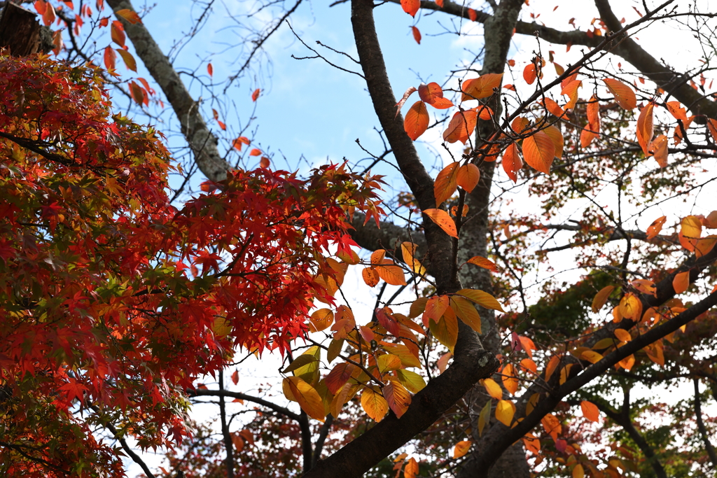11月23日 京都 ３