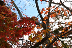 11月23日 京都 ３